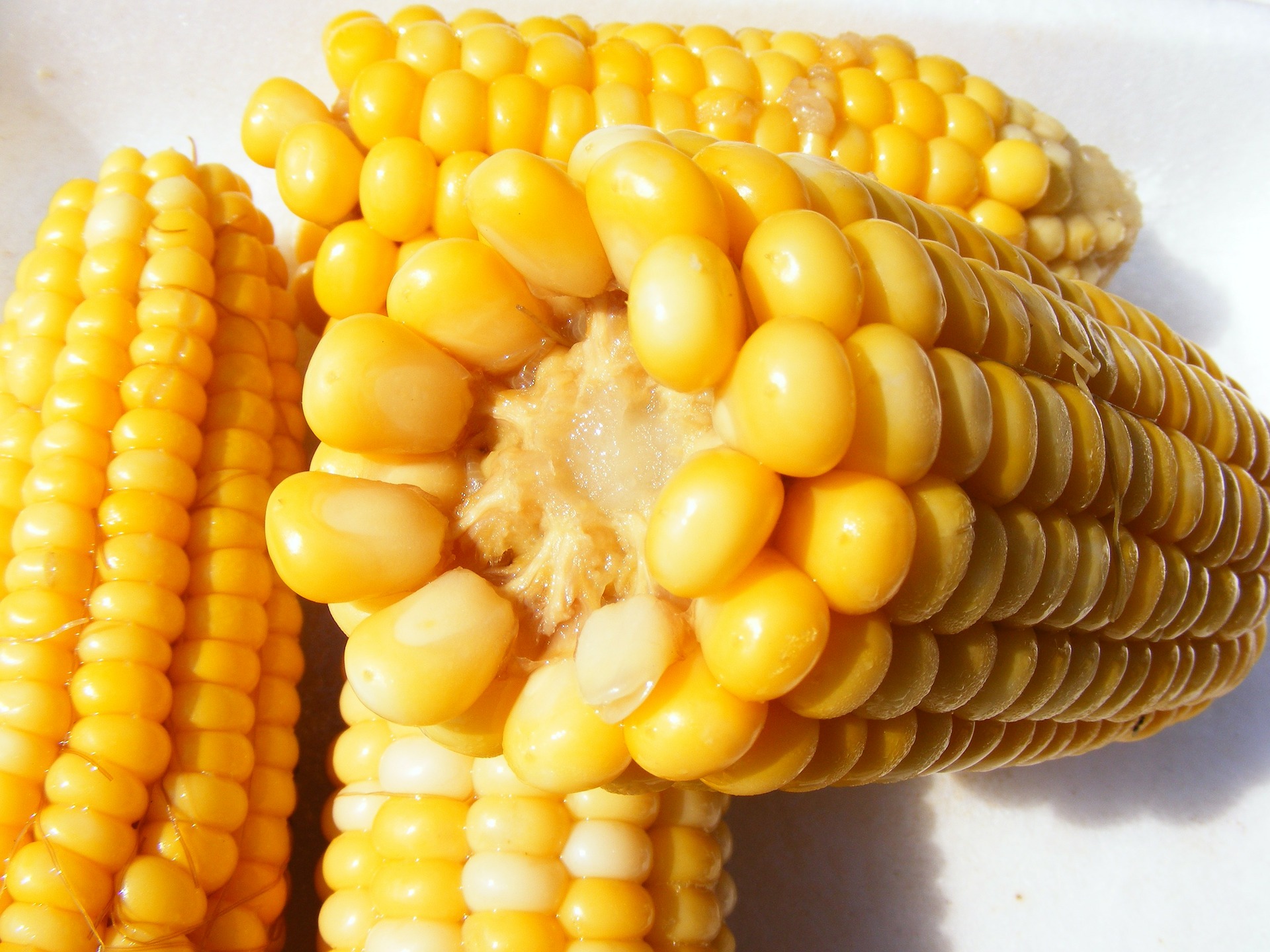 Can Dogs Eat Corn and Corn Cobs? (ANSWERED) | ThePawsAndClaws.com 